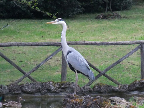 Firenze, villa il Ventaglio, esterno
