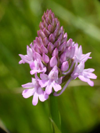 Alla scoperta delle orchidee spontanee